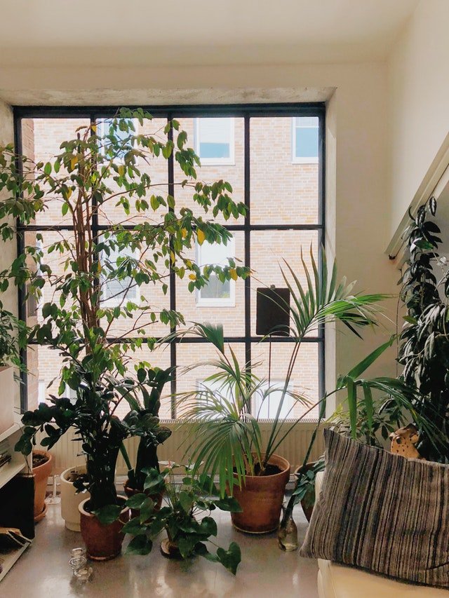 Houseplants