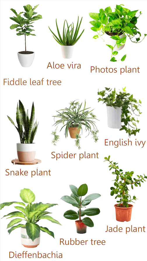 houseplants