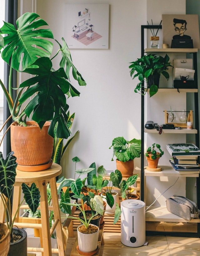 Houseplants
