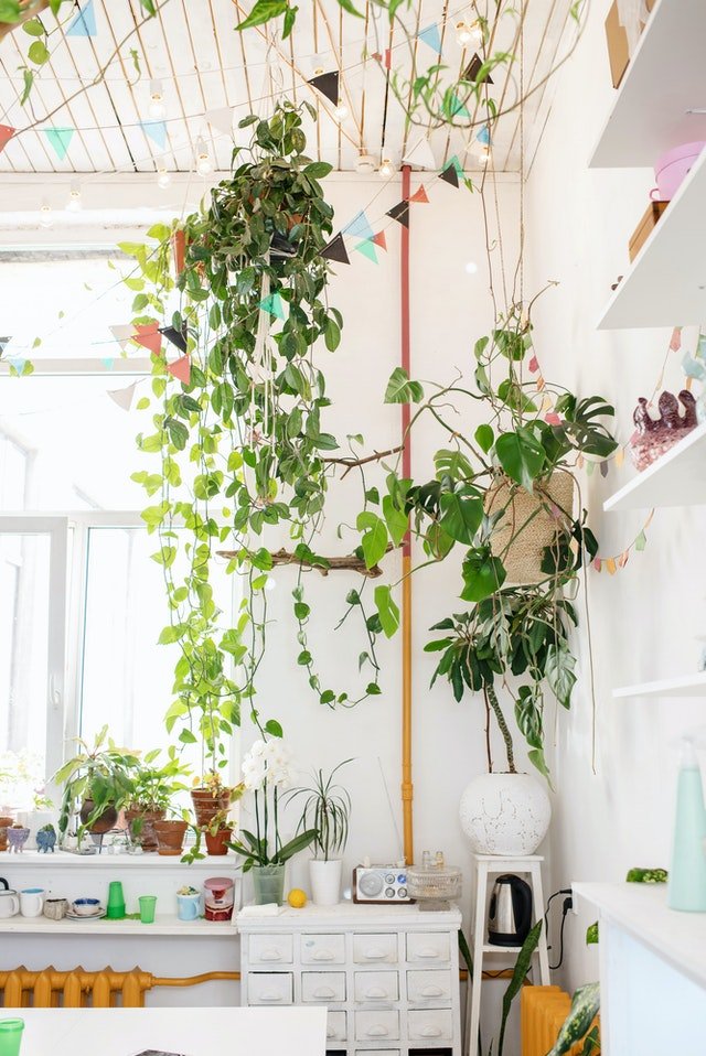 Houseplants