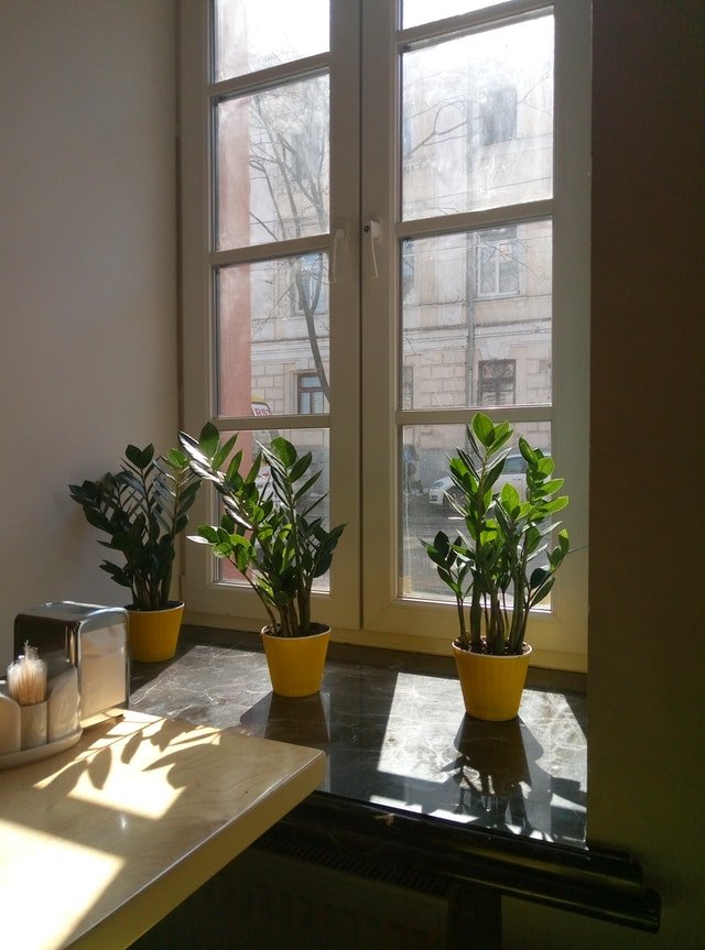 Houseplants