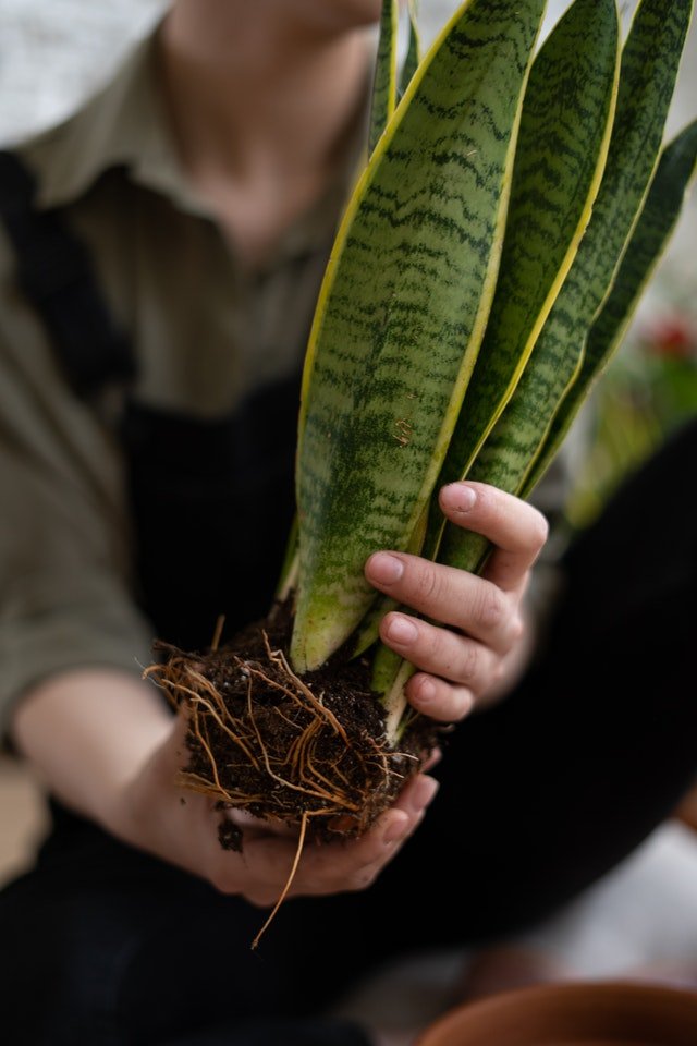 Houseplants