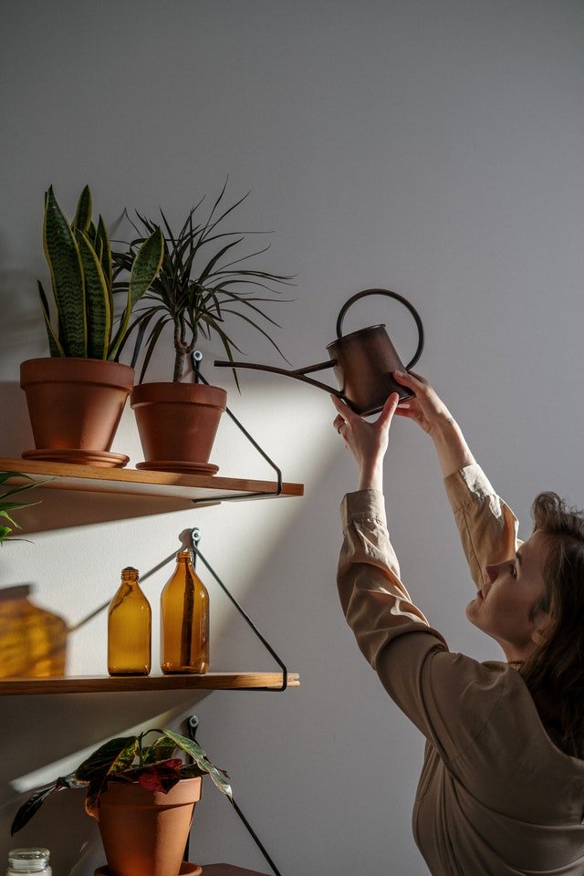Houseplants
