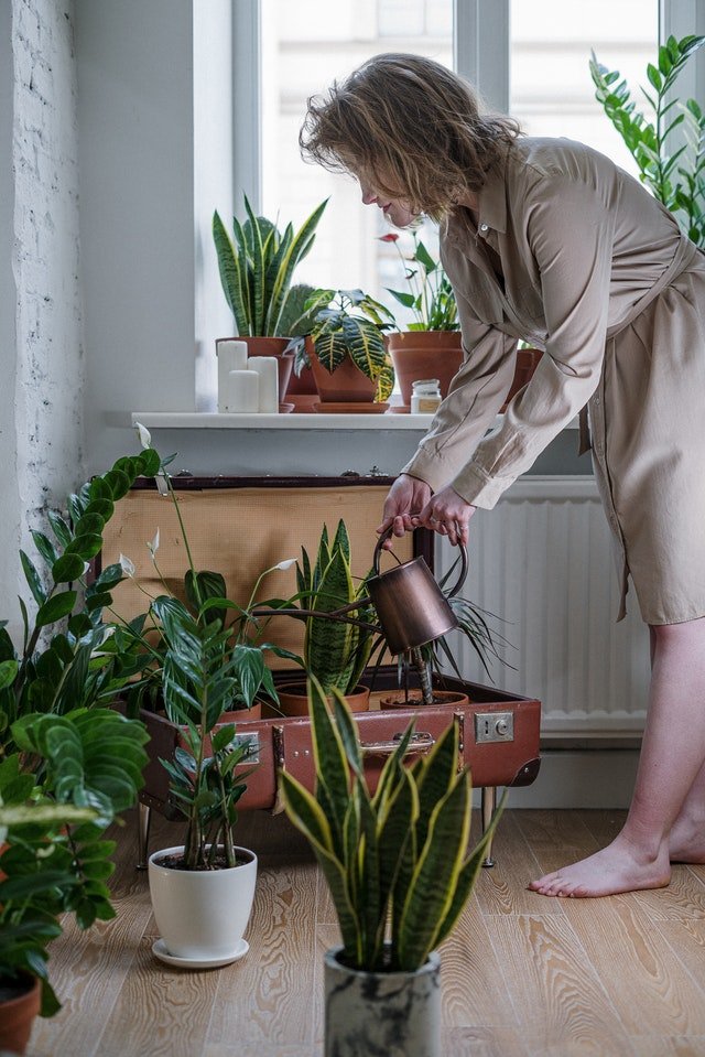 Houseplants