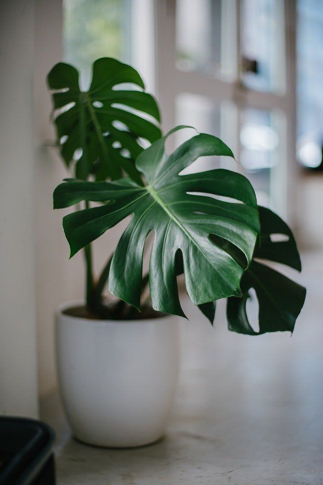 Houseplants
