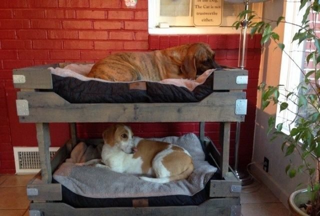 Pet Bed